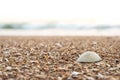 Close-up of  ÃÂ texture sand and sea shells on  the beach, sea background Royalty Free Stock Photo